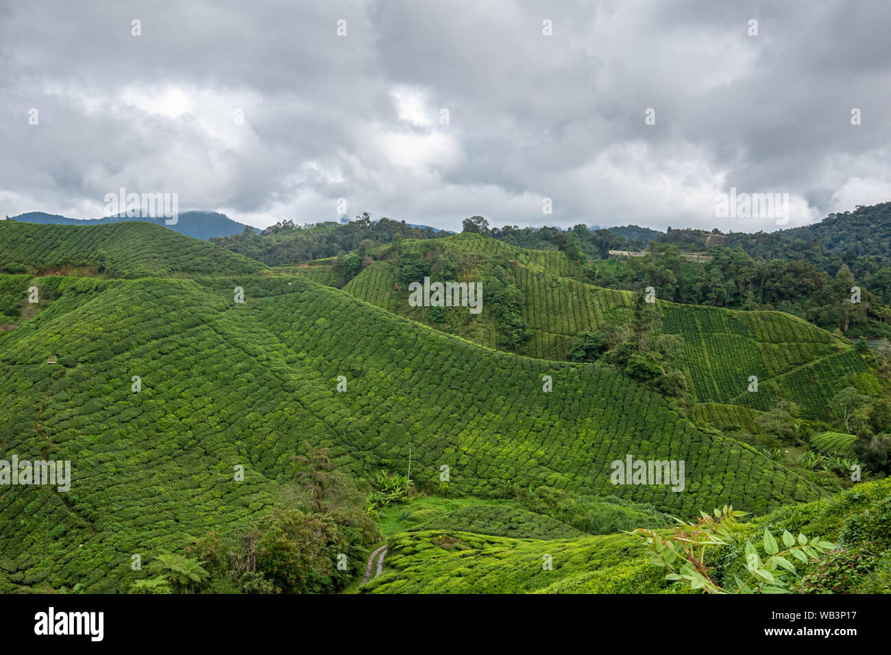 Tee pflanze Zeilen die steilen Berghänge in Cameron Highlands Stockfoto