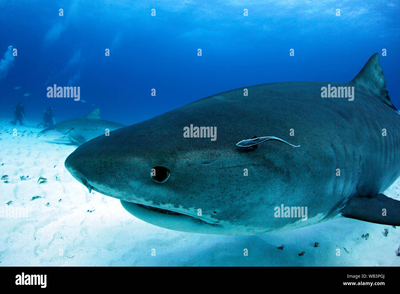 Nahaufnahme einer Neugierig Tigerhai. Tiger Beach, Bahamas Stockfoto