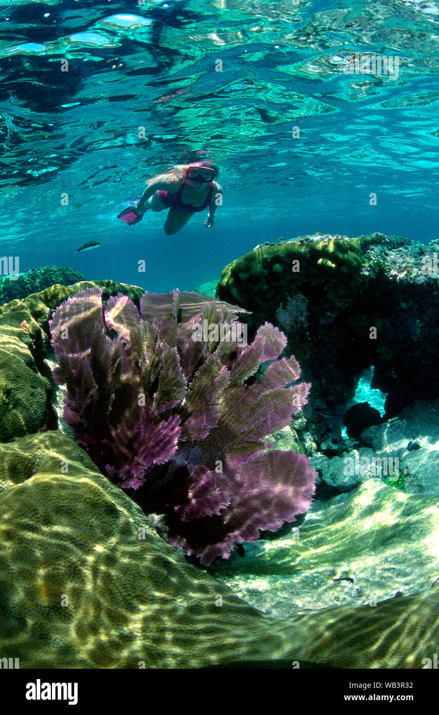 Schnorchler und einem großen lila Meer Ventilator, Florida Keys National Marine Sanctuary Stockfoto