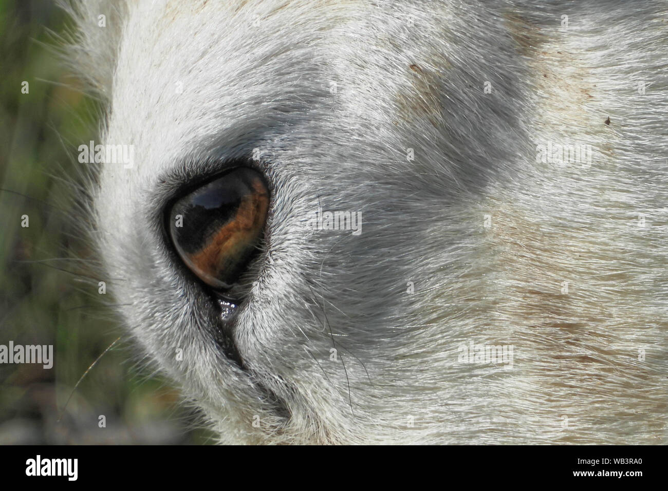 Dall-Schafe (der Dallschafe) Ovis Dalli, ist eine Art von Schafen in nordwestlichen Nordamerika beheimatet. Stockfoto