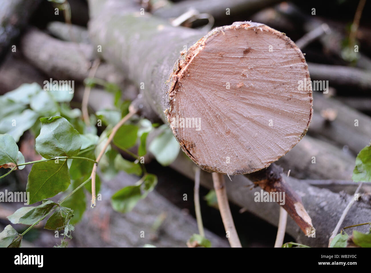 Frisch geschnittener Baum im Wald Stockfoto