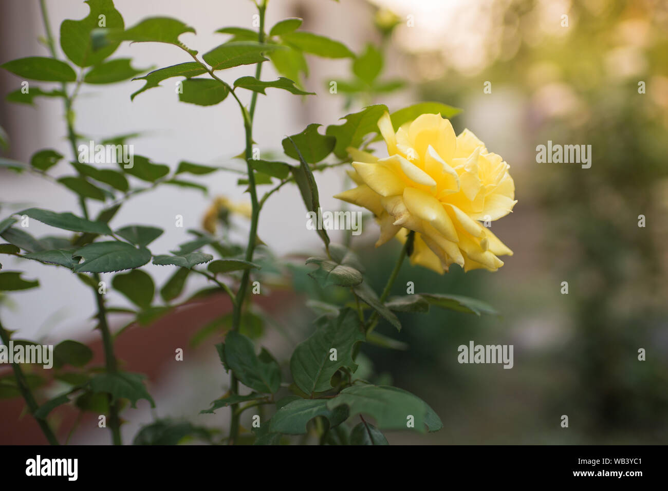 Gelben Strauchrosen wachsen im Sommergarten Stockfoto
