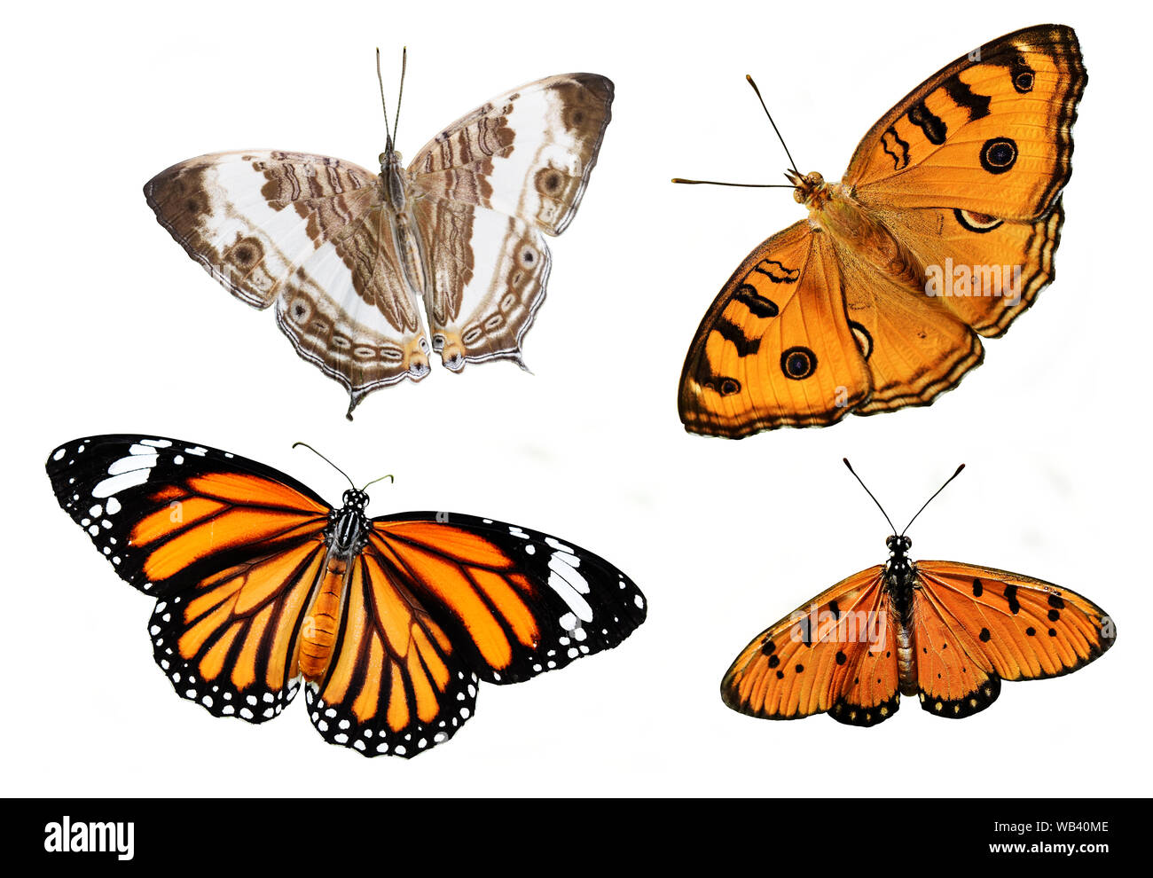 Tawny Coster, gemeinsame Tiger, Peacock Stiefmütterchen und marmoriert Karte Schmetterling, bunte Schmetterlinge auf weißem Hintergrund Stockfoto