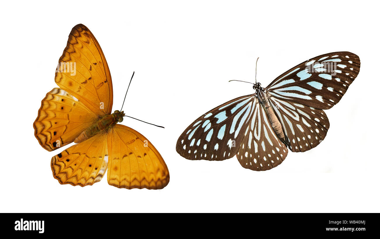 Pale Blue Tiger und gemeinsame Yeoman Schmetterling, bunte Schmetterlinge auf weißem Hintergrund Stockfoto