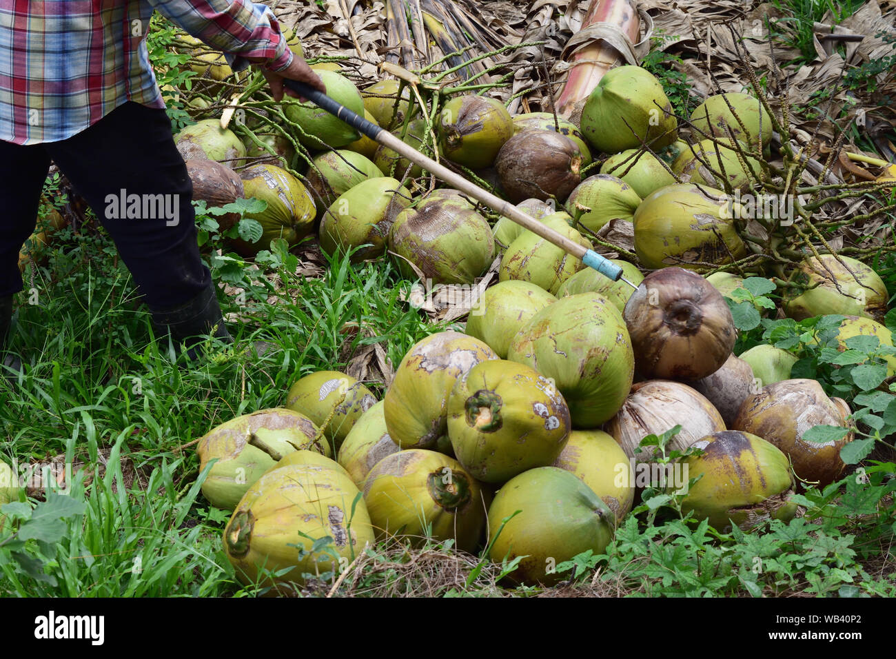 Bauern mit landwirtschaftlichen Werkzeug auswählen coconut Obst auf Land, tropische Früchte nahrhaft sind und gut schmecken, Thailand Stockfoto