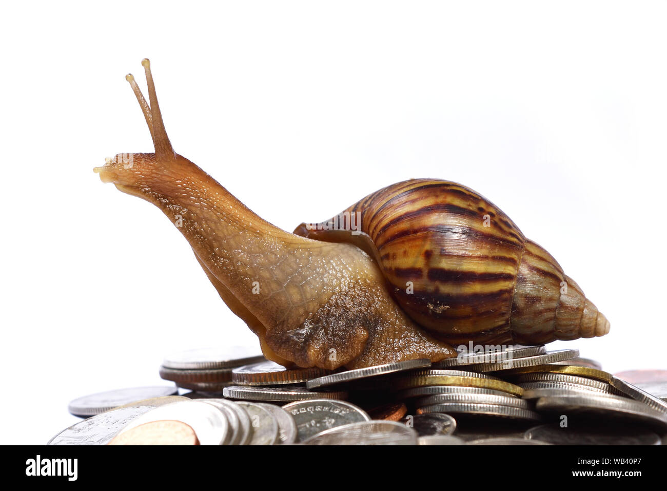 Braune Schnecke Aufstieg bis an die Spitze des Haufens von Münzen auf weißem Hintergrund, Reise auf den Berg von Geld, Sieg und Erfolg von Geduld Stockfoto