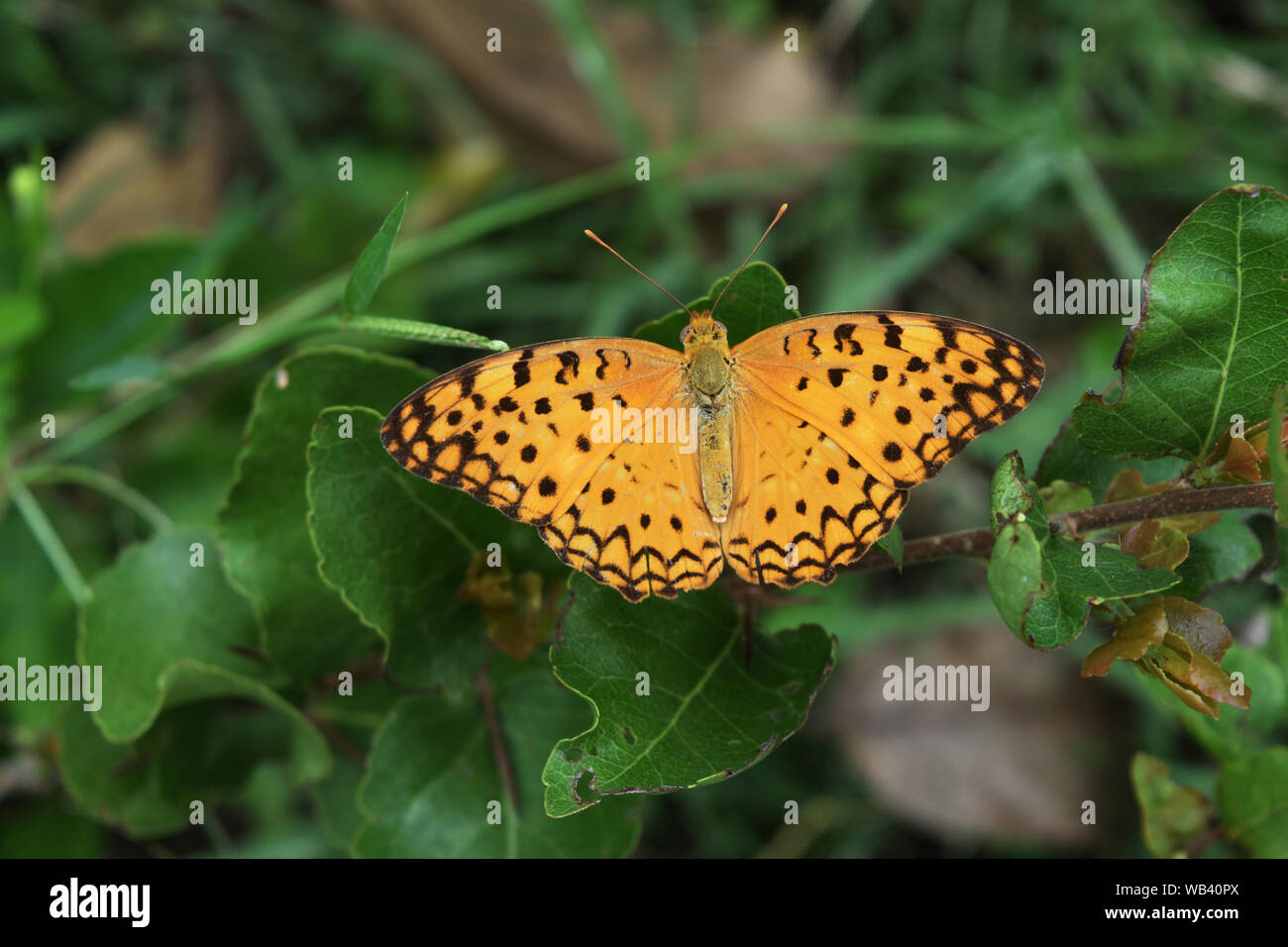 Schwarze Streifen auf Orange Wings von tropischen Insekt, die Gemeinsame Leopard Schmetterling am Baum mit natürlichen, grünen Hintergrund Stockfoto