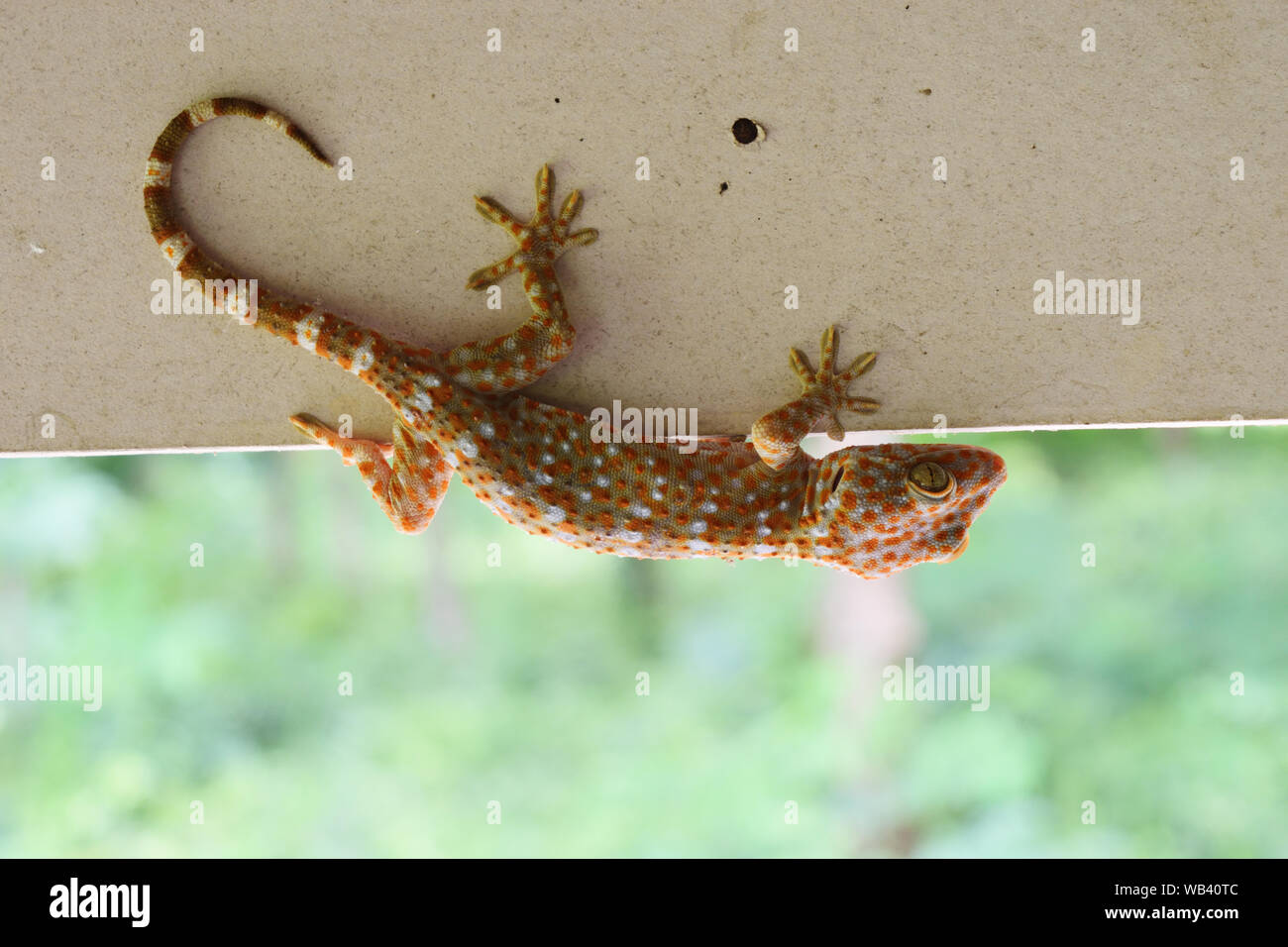 Tokay gecko mit gebogenen Schwanz auf graue Wand, viele Farbe orange Punkte verteilt auf Blau haut von Gekko gecko, Reptilien in den Wohnungen der Tropen Stockfoto