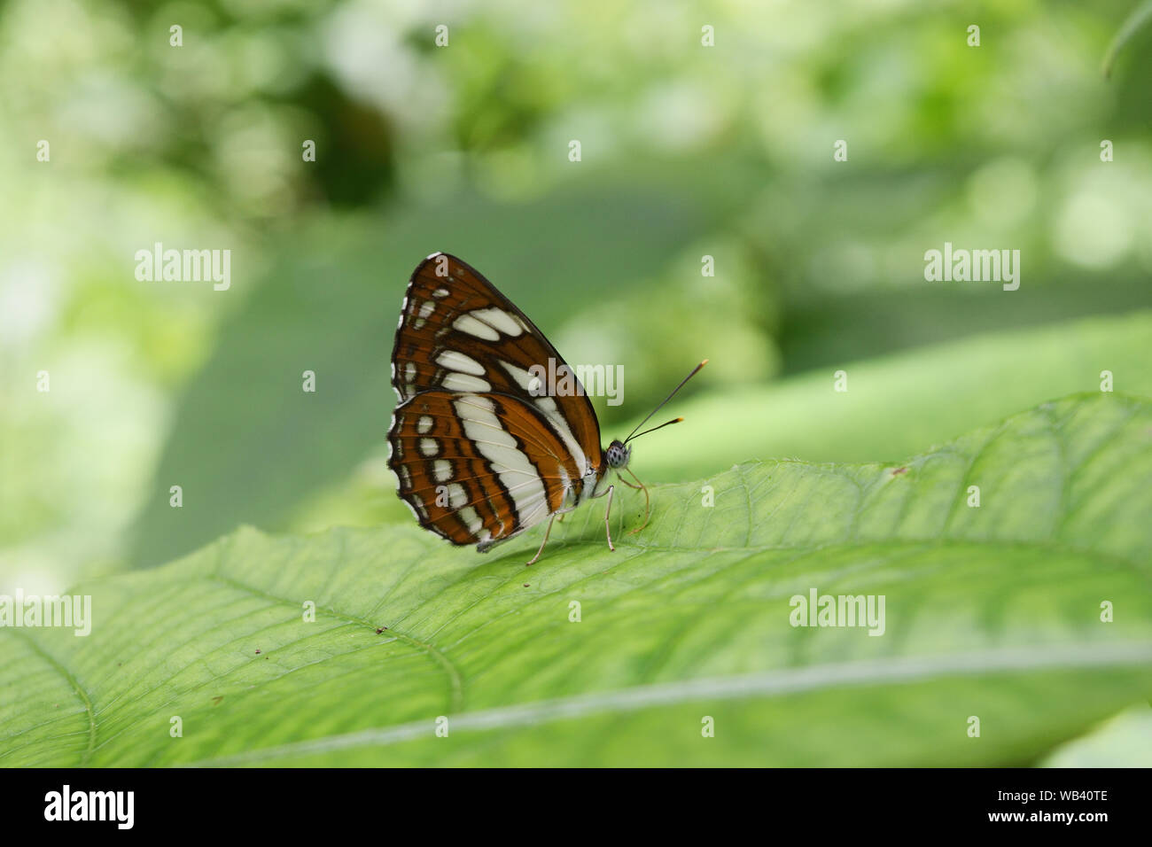 Die gemeinsame Plain Sailor Schmetterling auf Blatt mit natürlichen, grünen Hintergrund, abstrakte Muster braun mit weißer und schwarzer Farbe auf Insekt Flügel Stockfoto