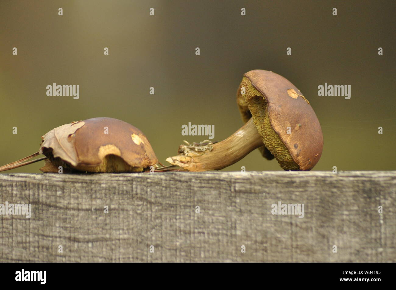 Pilze im Wald. Wie Pilze aus dem Boden. Herbst. Essbaren und giftigen Pilzen. Die Fruchtkörper produzieren Sporen. Stockfoto