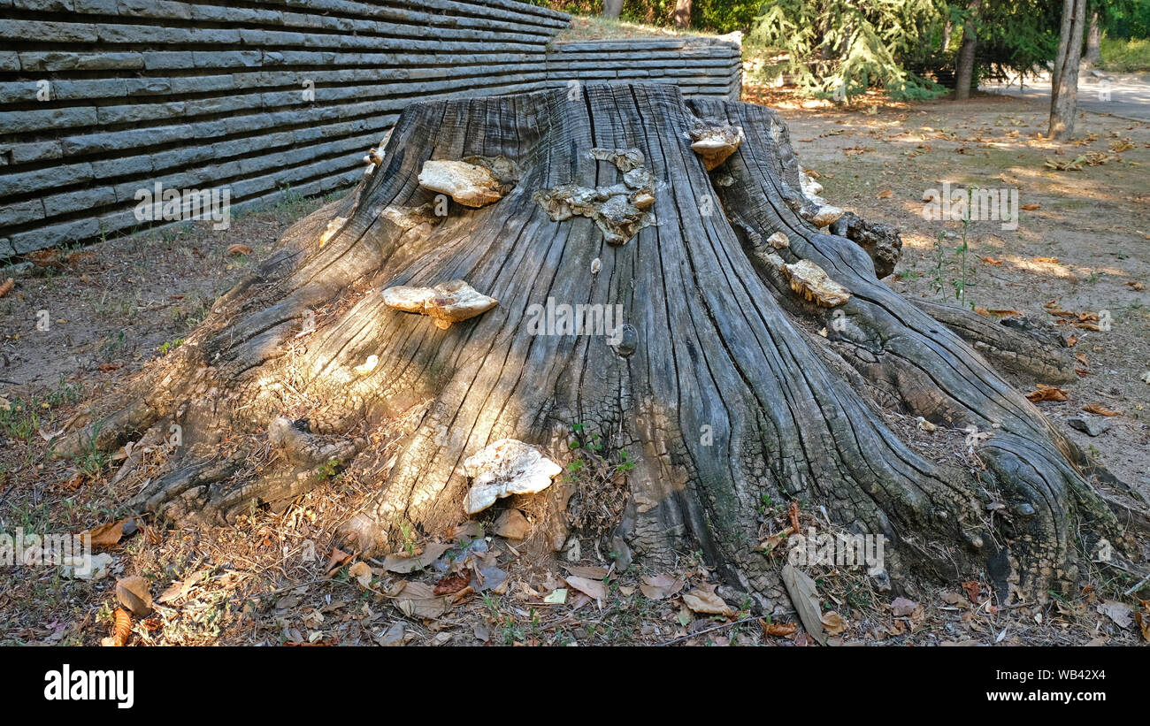 Baum Pilze auf einem alten Baum Stockfoto