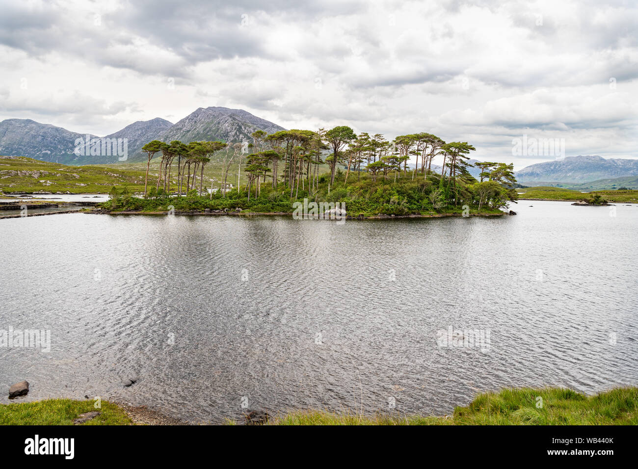 12 Kiefern Insel, Derryclare Lough, Co Galway, Irland Stockfoto