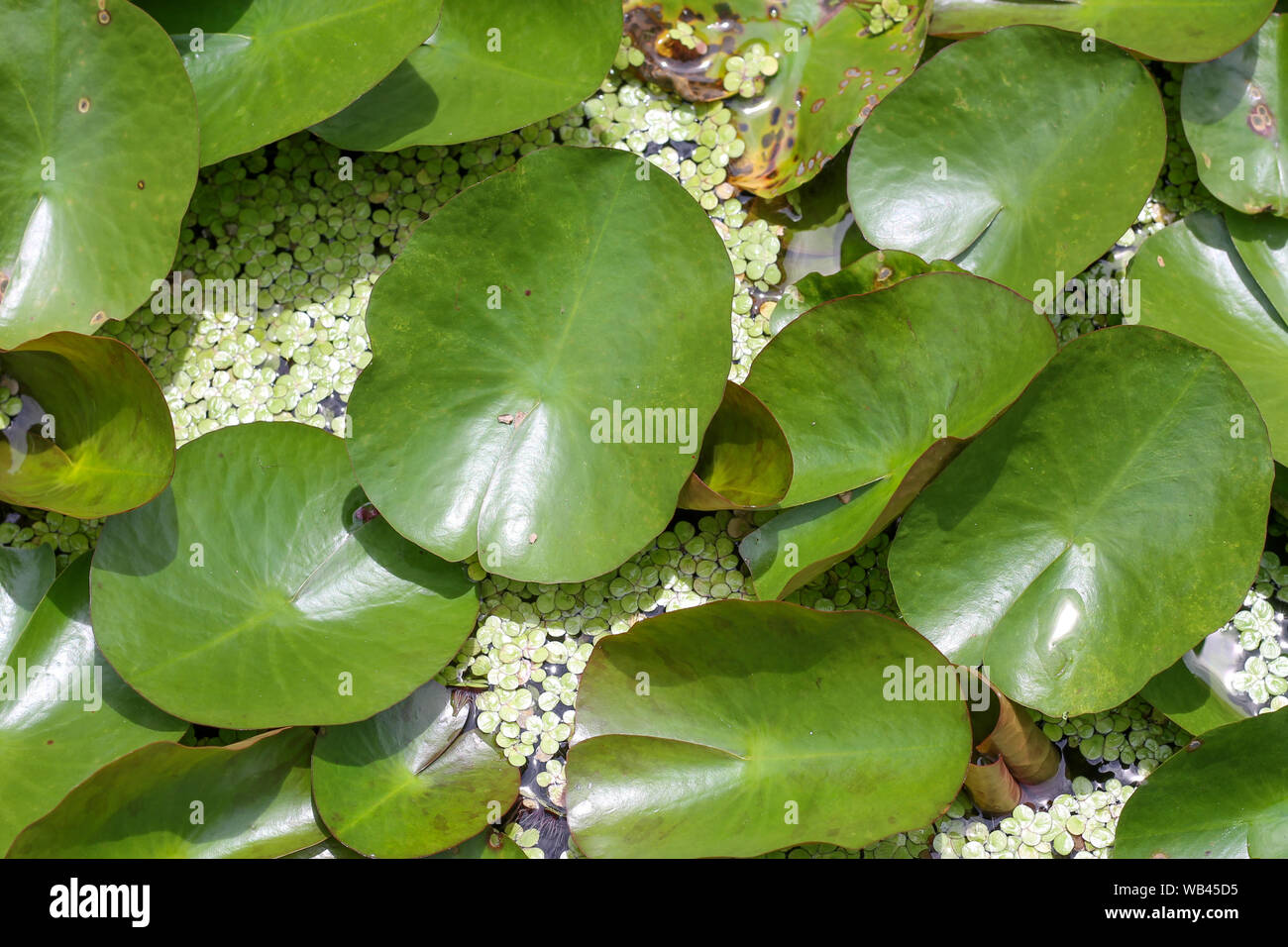 Grünen Wasserlinsen auf Wasser und Lily leaf Stockfoto