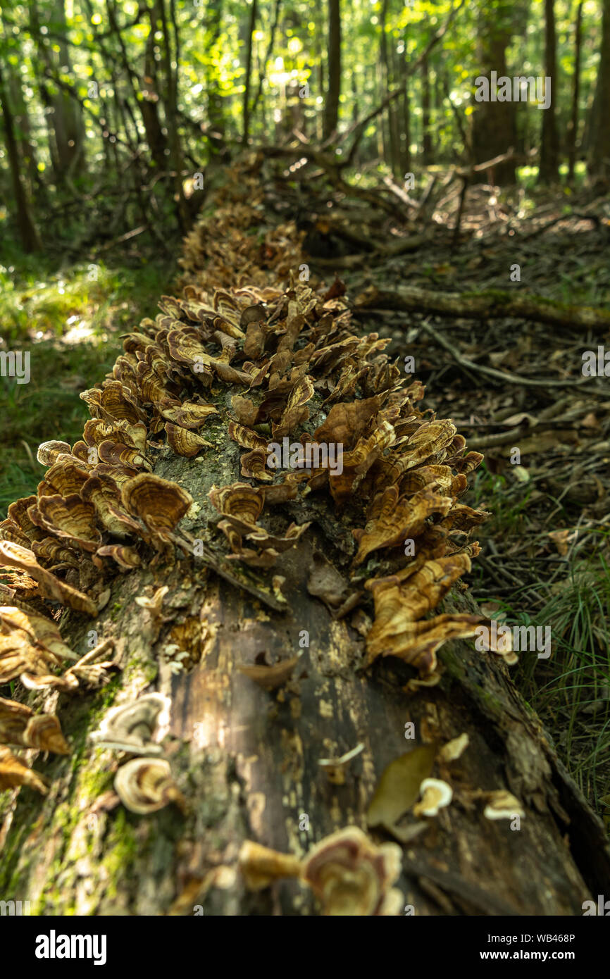 Pilze wachsen zusammen Gefallenen Baumstamm im Wald Stockfoto