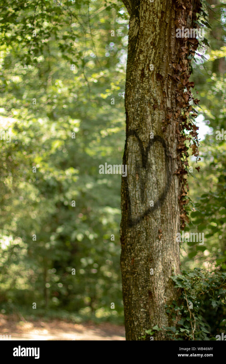 Bemalte Herzen auf Baum am Weg im Wald Stockfoto