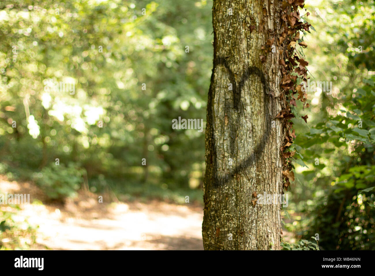 Bemalte Herzen auf Baum am Weg im Wald Stockfoto