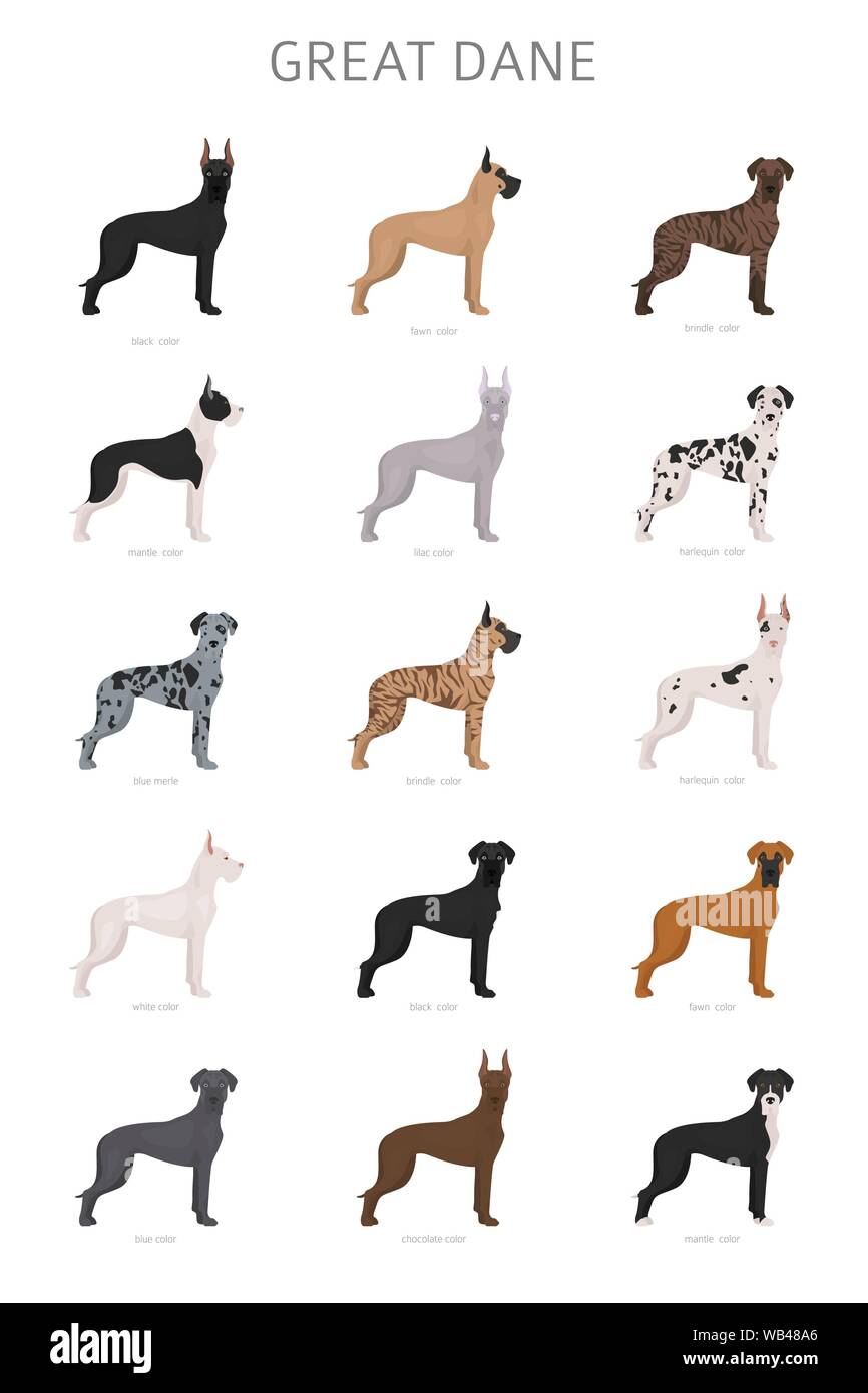 Dogge. Verschiedene variaties von fellfarbe Hund gesetzt. Vector Illustration Stock Vektor