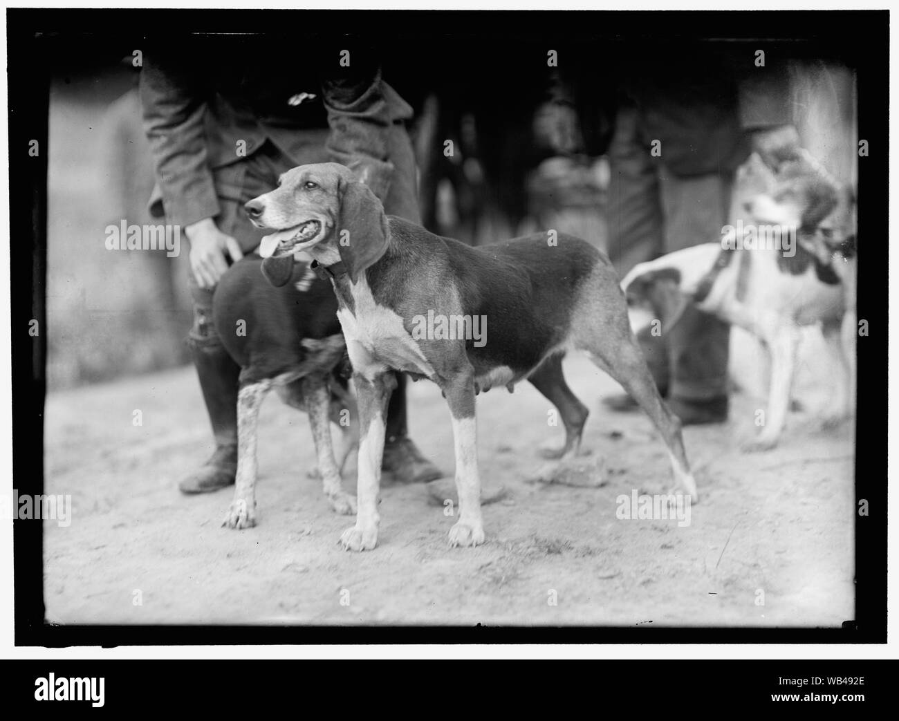 EDGEWOOD JAGD. Jagdhunde Abstract / Medium: 1 Negativ: Glas; 5 x 7 in. oder kleiner Stockfoto