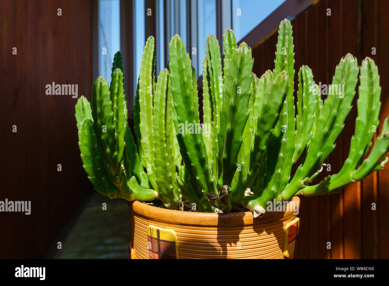 Hell erleuchtet von der Sonne Zimmerpflanze saftige Stapelia grandiflora oder gettleffii in einem Blumentopf gegen einen dunklen Zimmer Stockfoto