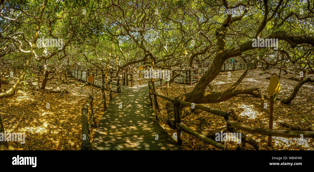 Blick auf die größte Cashew Baum der Welt, Natal, Brasilien Stockfoto