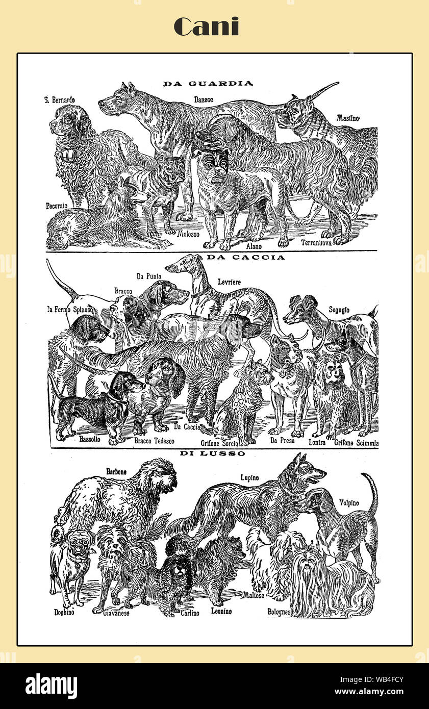Illustriert Tabelle der Hunde: Watchdogs, Jagd Hunde und Welpen schoßhündchen eines italienischen Lexikon Ende 19. Jahrhundert mit ihren italienischen Namen Stockfoto