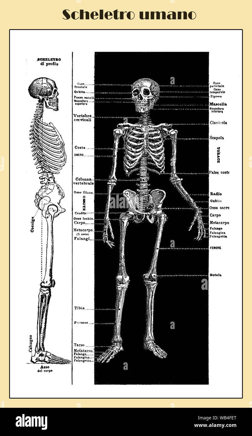 Anatomie, menschliche Knochen komplette Skelettstruktur vordere und seitliche mit Italienischen anatomischen Beschreibungen Stockfoto