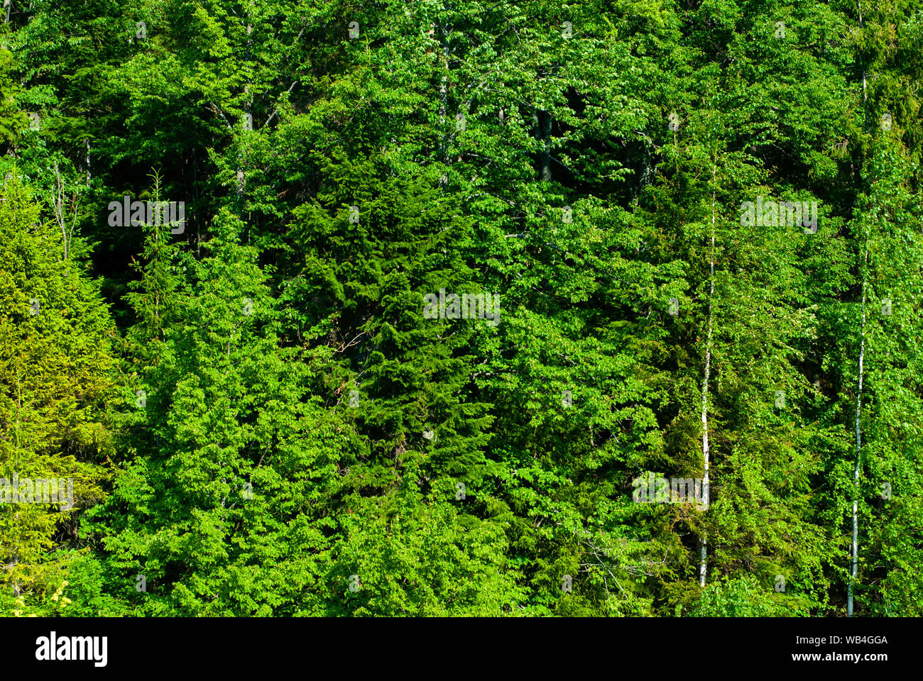 Hintergrund - eine Wand der natürlichen Waldvegetation, Laub von Laubbäumen der gemäßigten Zone Stockfoto