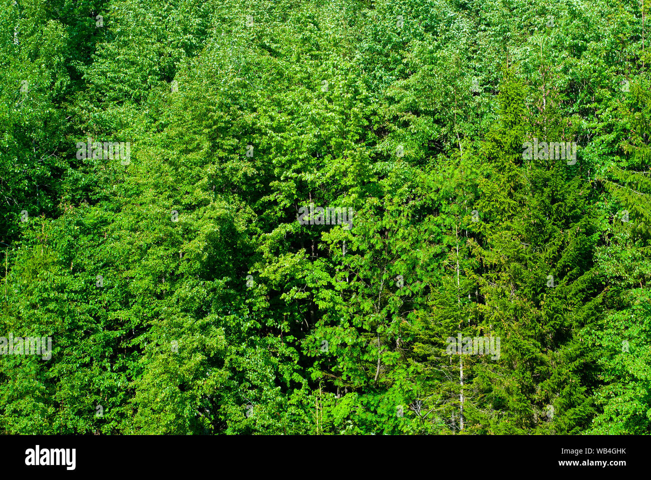 Hintergrund - eine Wand der natürlichen Waldvegetation, Laub von Laubbäumen der gemäßigten Zone Stockfoto