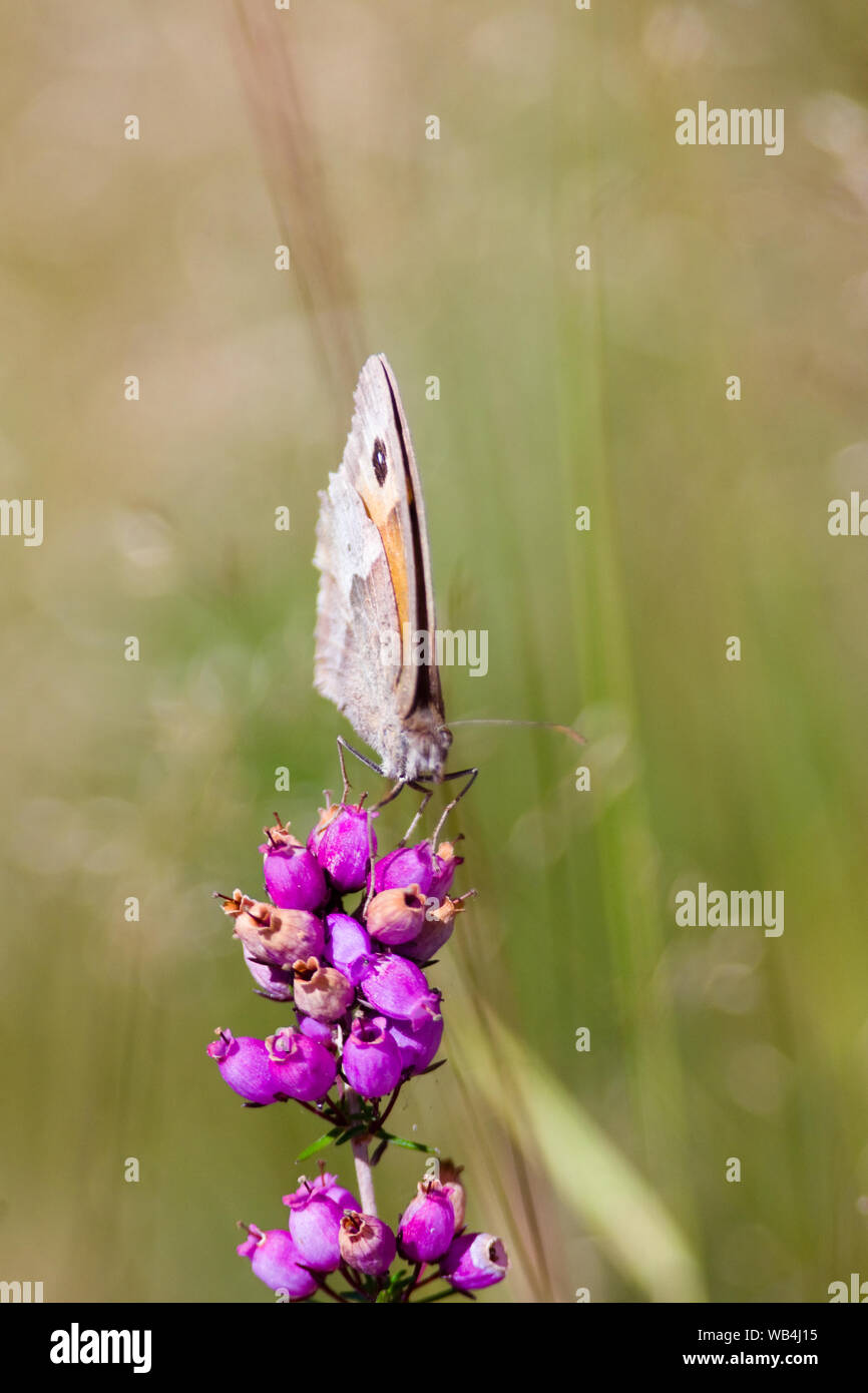 Ein kleiner Schmetterling auf einer Blume im Swinley Wald. Stockfoto