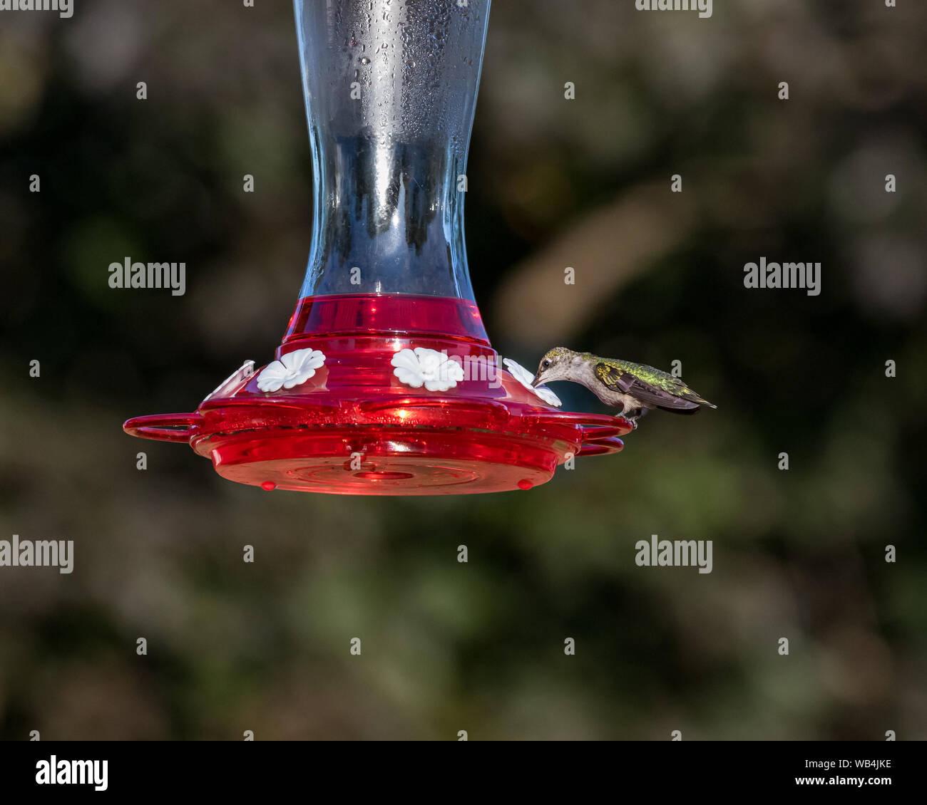 Ruby-throated hummingbird Fliegen, Schweben, und das Essen an Hinterhof Kolibrizufuhr Stockfoto