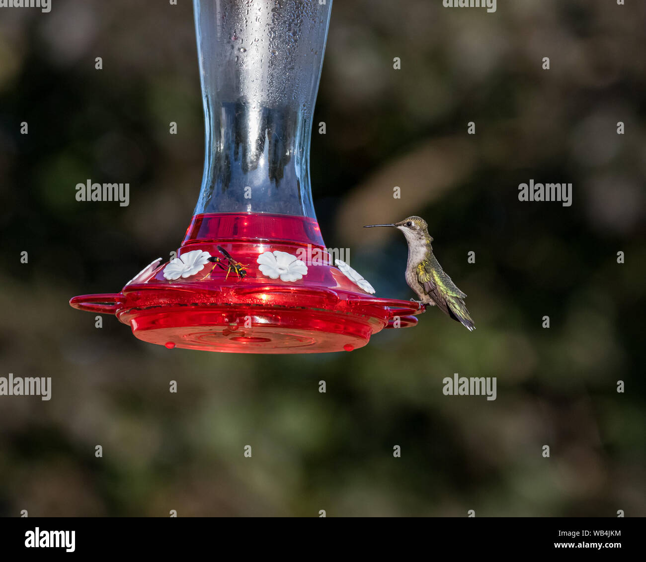 Ruby-throated hummingbird Fliegen, Schweben, und das Essen an Hinterhof Kolibrizufuhr Stockfoto