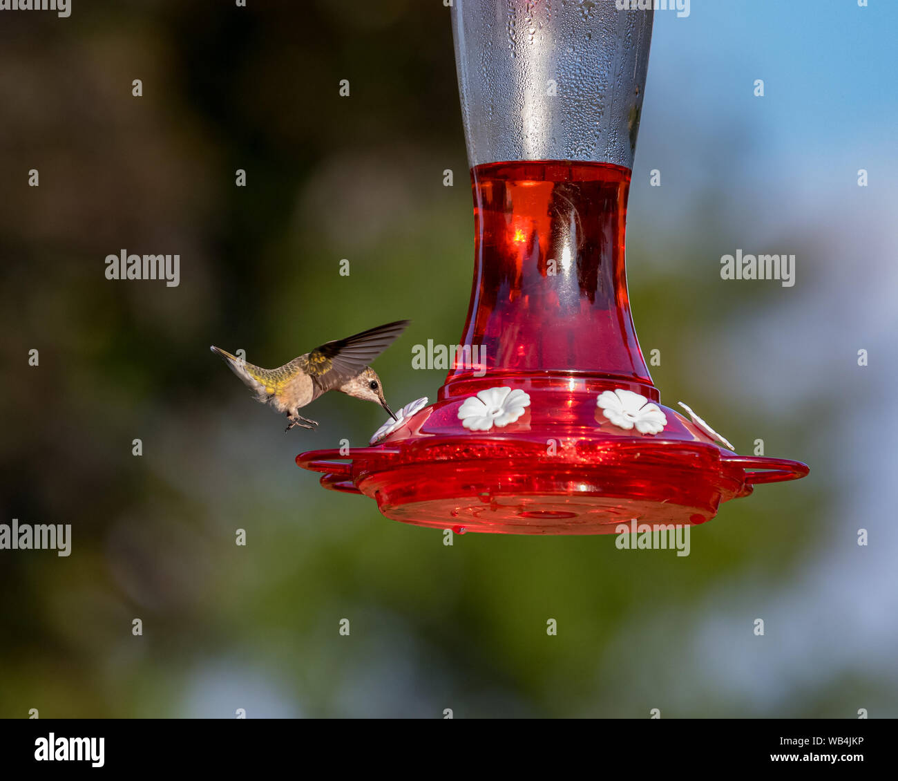 Ruby-throated hummingbird Fliegen, Schweben, und das Essen an Hinterhof Kolibrizufuhr Stockfoto