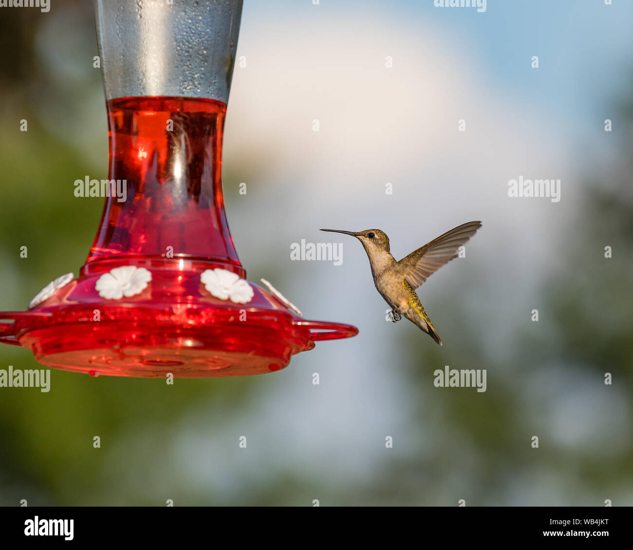 Ruby-throated hummingbird Fliegen, Schweben, und das Essen an Hinterhof Kolibrizufuhr Stockfoto