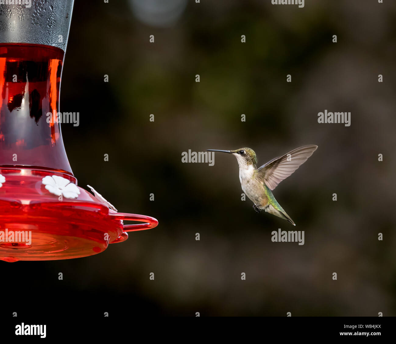 Ruby-throated hummingbird Fliegen, Schweben, und das Essen an Hinterhof Kolibrizufuhr Stockfoto