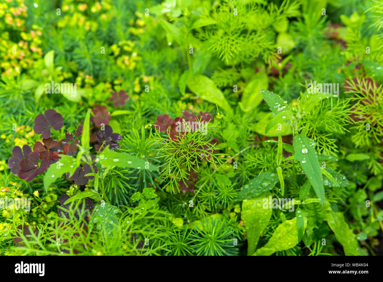 Natürliche Hintergrund - Wiese mit einer Vielzahl von Grasigen Vegetation während der Regen Nahaufnahme Stockfoto