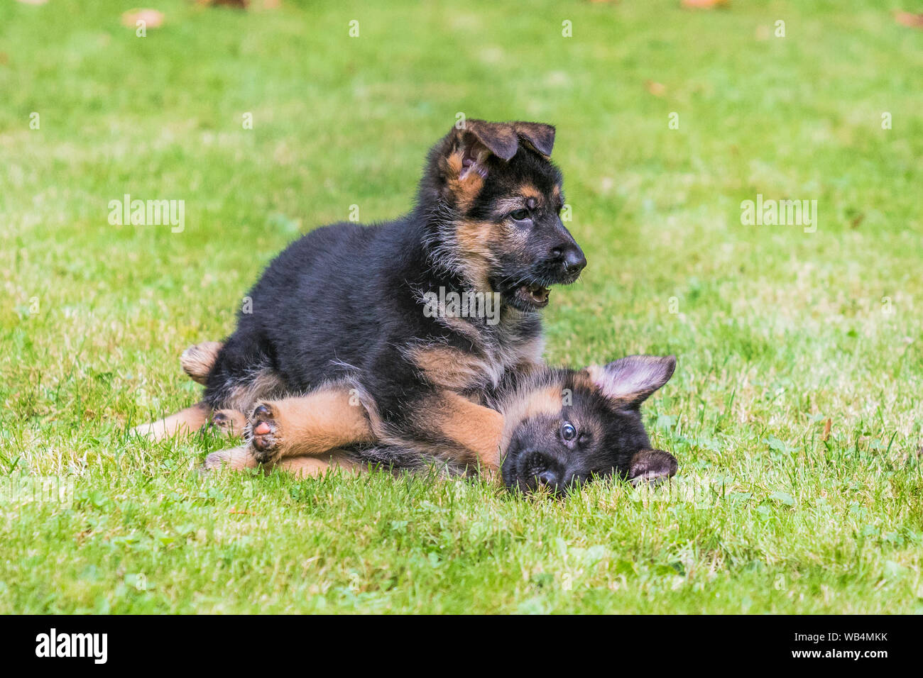 Zwei Deutsche Schäferhund Welpen spielen im Garten an einem sonnigen Tag. Stockfoto