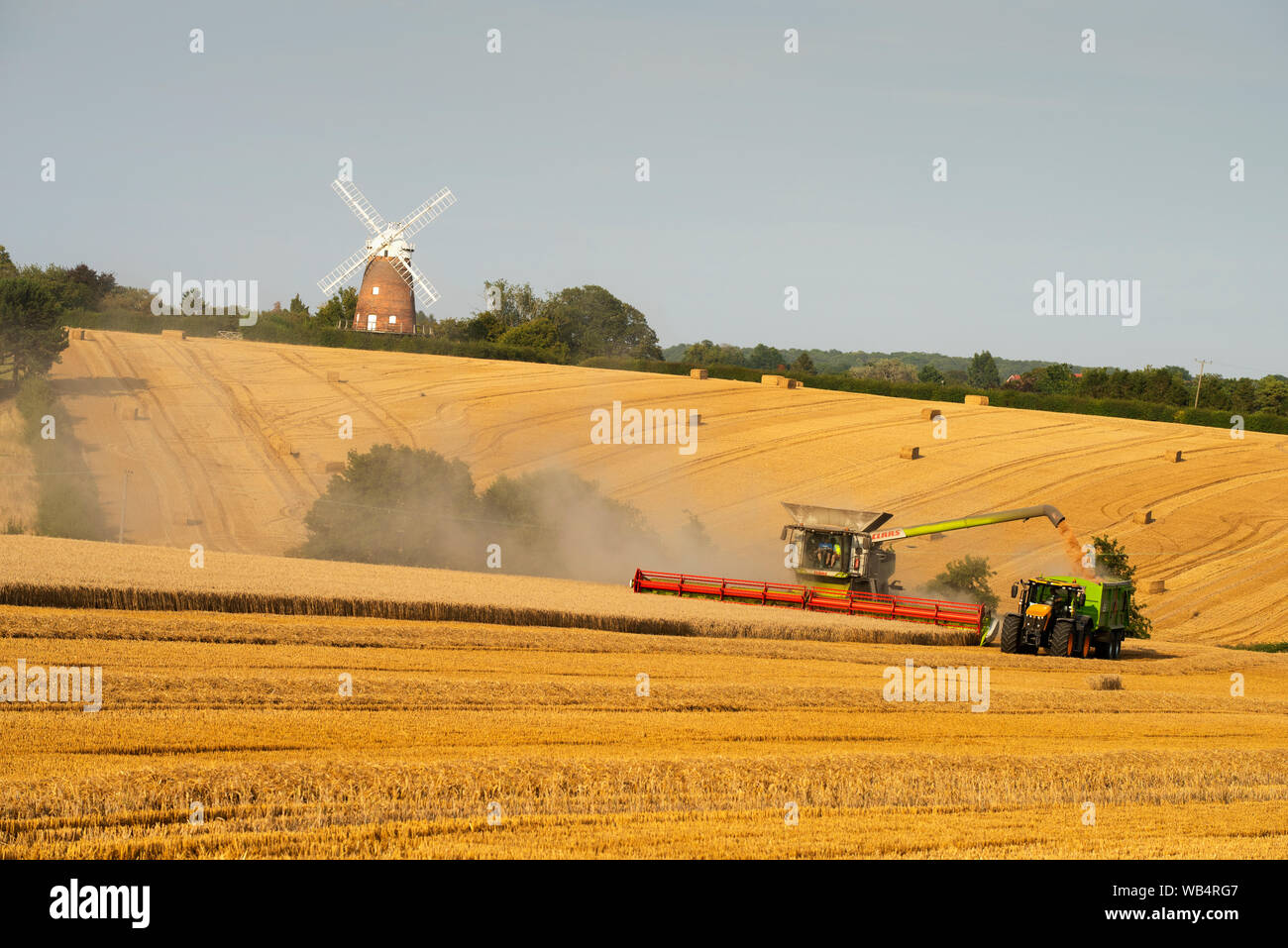 Thaxted, UK. 24 Aug, 2019. Thaxted Essex England UK. Weizenernte. 24. August 2019 Aufgrund einer nassen Anfang August die Weizenernte läuft Ende dieses Jahres erwartet, aber die Erträge sind hoch. Hier zu sehen ein Mähdrescher schneidet den Weizen im Park Farm Landwirt Simon Latham im Schatten des 15. Jahrhunderts Thaxted Kirche und 19. Jahrhundert John Webb's Windmühle in Thaxted North Essex England besaß. Credit: Brian Harris/Alamy leben Nachrichten Stockfoto