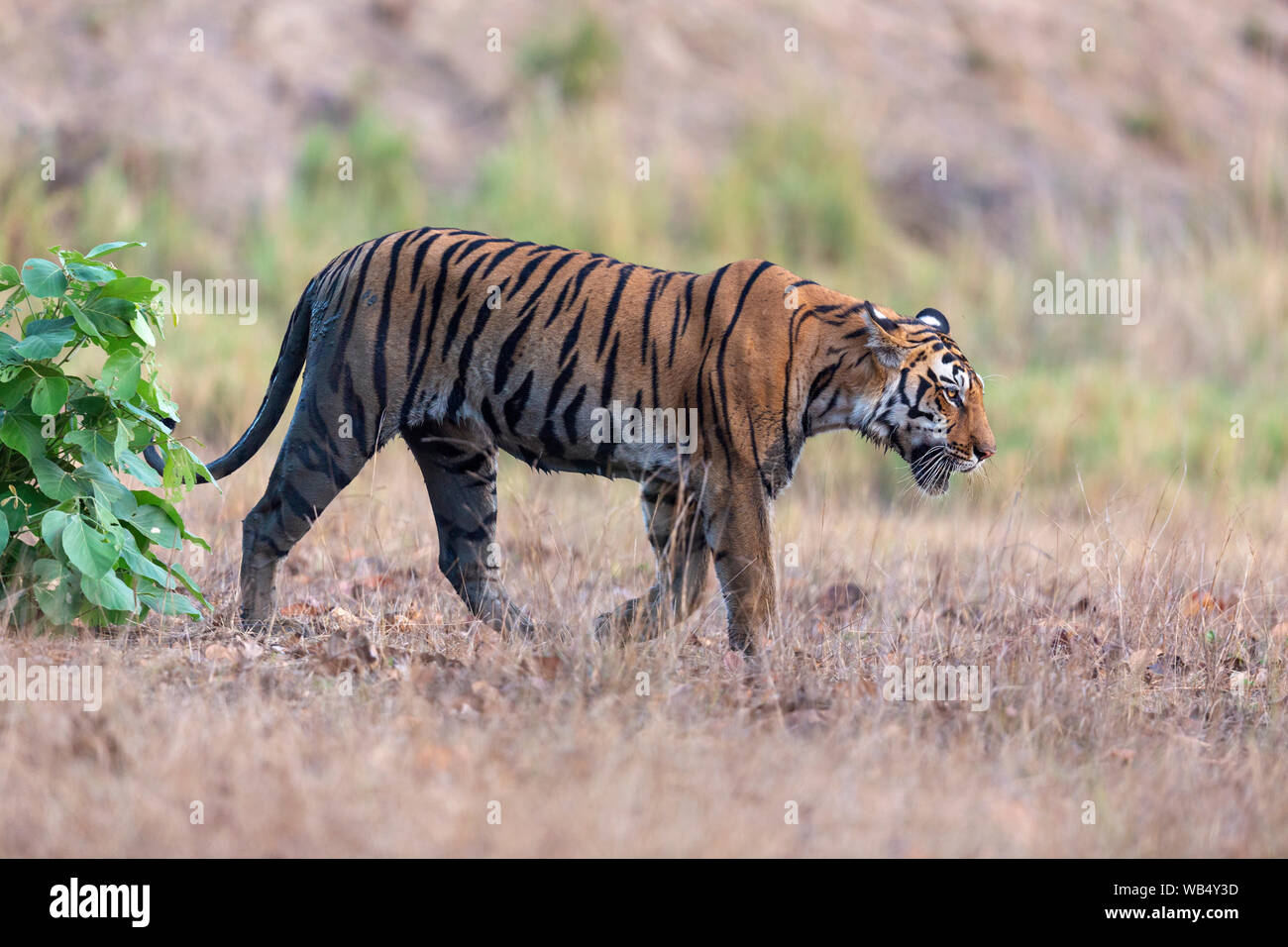 Wild Royal Bengal Tiger oder Panthera tigris Tigris Roaming in Kanha Tiger Reserve Madhya Pradesh, Indien Stockfoto