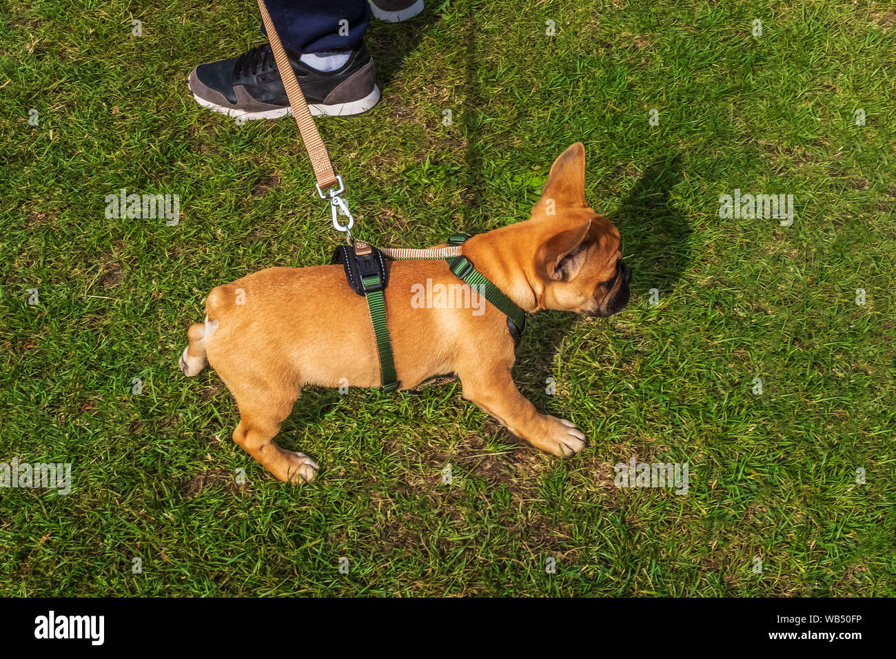 Französische Bulldogge Welpen an der Leine oder Leine und Kabelbaum. Von oben Sehen. Er ist auf Gras an einem sonnigen Tag. Er ist eine Farbe, die in der Regel eine Rote genannt. Stockfoto