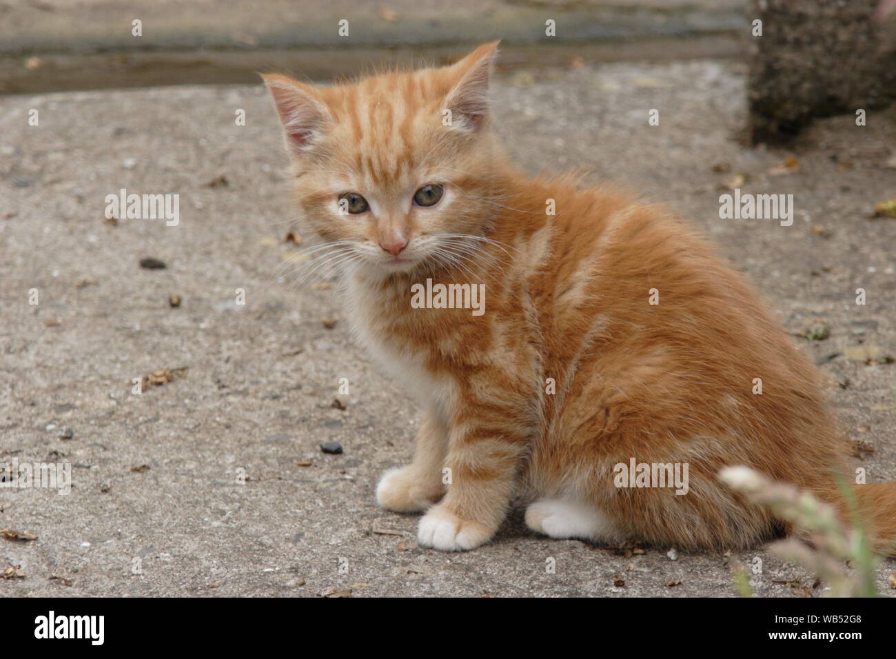 Ein sechs Wochen altes Ingwer Tom cat Kitten im Hof sitzen Stockfoto