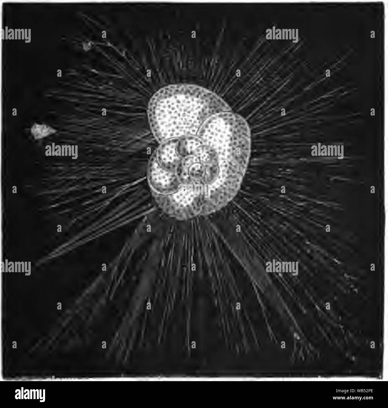 D ‥ 99 Archiac - Einführung à l ‥ 99 étude de la paléontologie stratigraphique - Tome 2 Abb. 12. Stockfoto