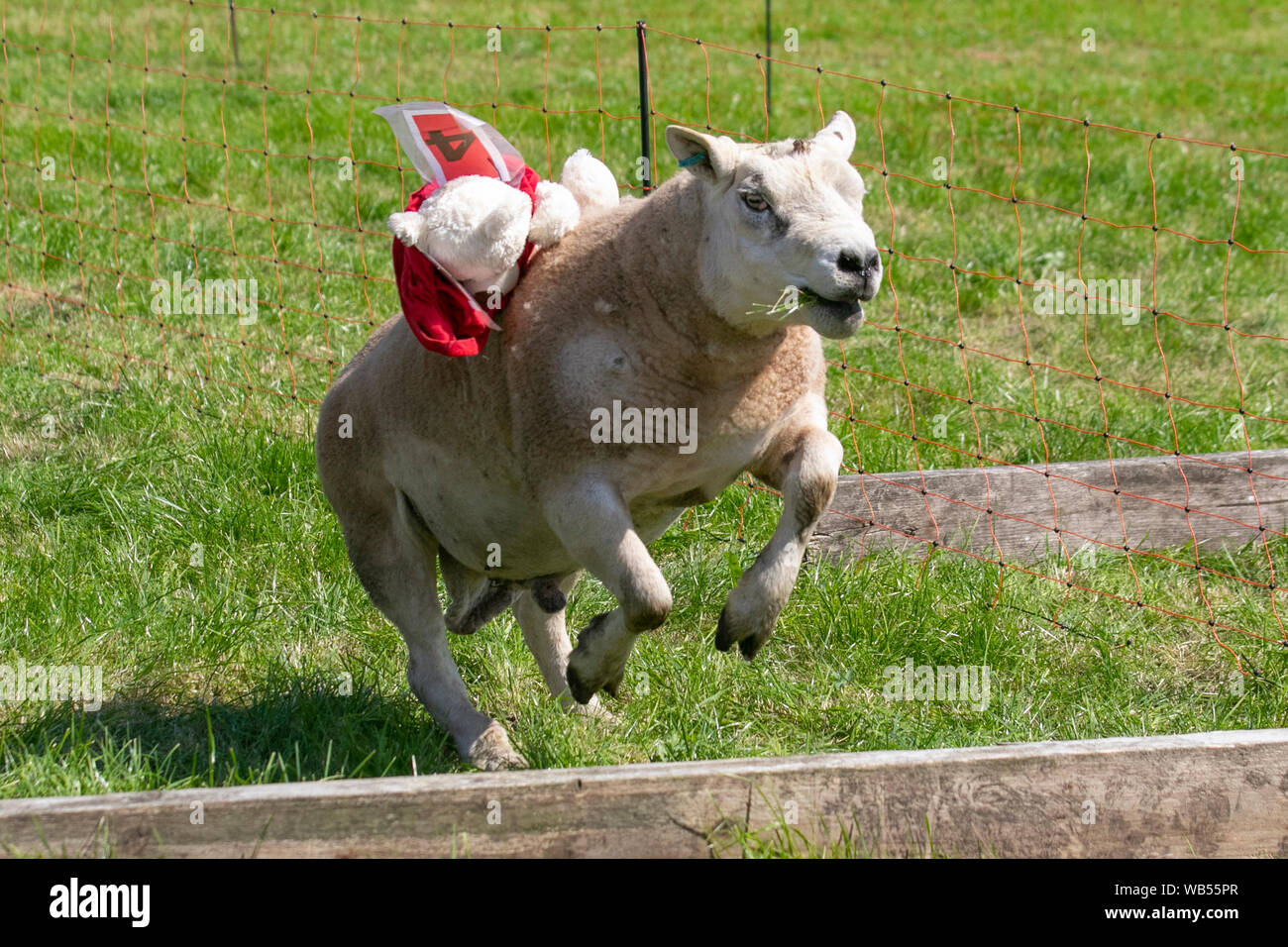 Texeler Schafhürden mit Teddybären-Jockeys & Rennschafen; Weiches Gehen, wenn die Texeler Schafschafe-Rennen auf der Chipping, Lancashire, Agricultural Show beginnen. Die Wetten wurden als Shear Delight, Cross Breed Charlie, Tasty Kebab und Woolly Jumper platziert, die Spielzeugteddies trugen, Sprang über verschiedene Hindernisse, um den Hinderniskurs abzuschließen und eine Belohnung zu gewinnen. Stockfoto