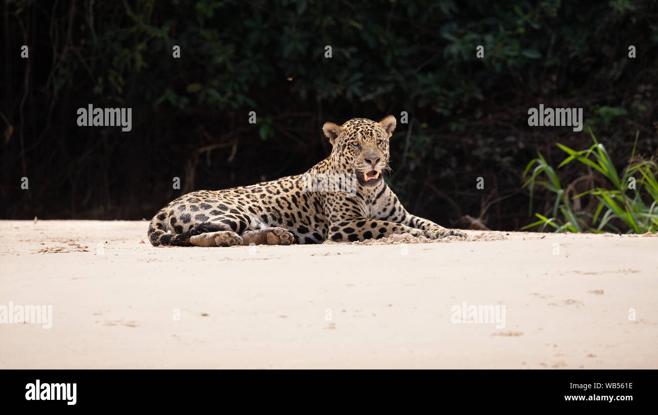 Onça-pintada Stockfoto