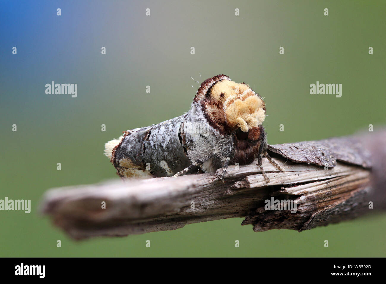 Buff Tip (Phalera bucephala) Motte saß auf Ast getarnt vor bunten Hintergrund Stockfoto