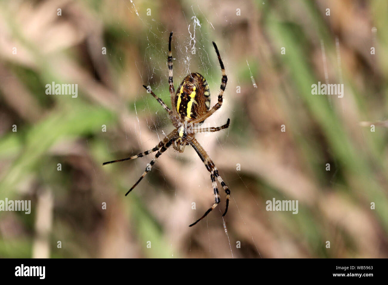 Wasp Spider Argiope Bruennichi GROSSBRITANNIEN Stockfoto