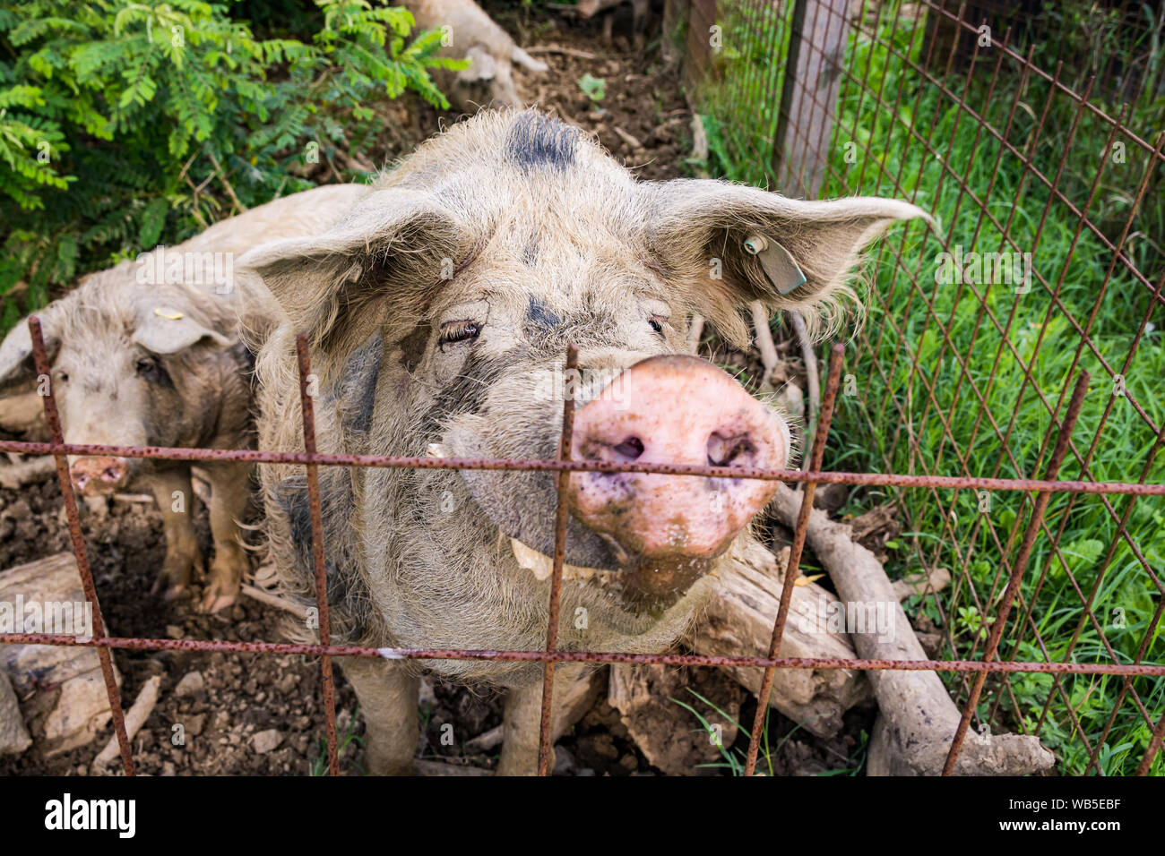 Turopolje Schwein im Naturpark Lonjsko Polje, Kroatien, Europa Stockfoto