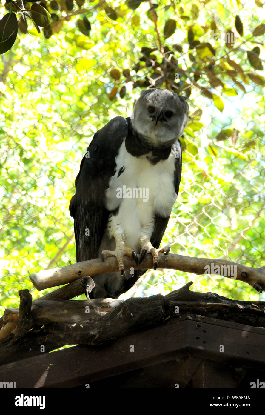 Los Angeles, Kalifornien, USA, 23. August 2019 einen Überblick über die Atmosphäre eines Harpyie im Regenwald Ausstellung in Los Angeles Zoo am 23 August, 2019 in Los Angeles, Kalifornien, USA. Foto von Barry King/Alamy Stock Foto Stockfoto