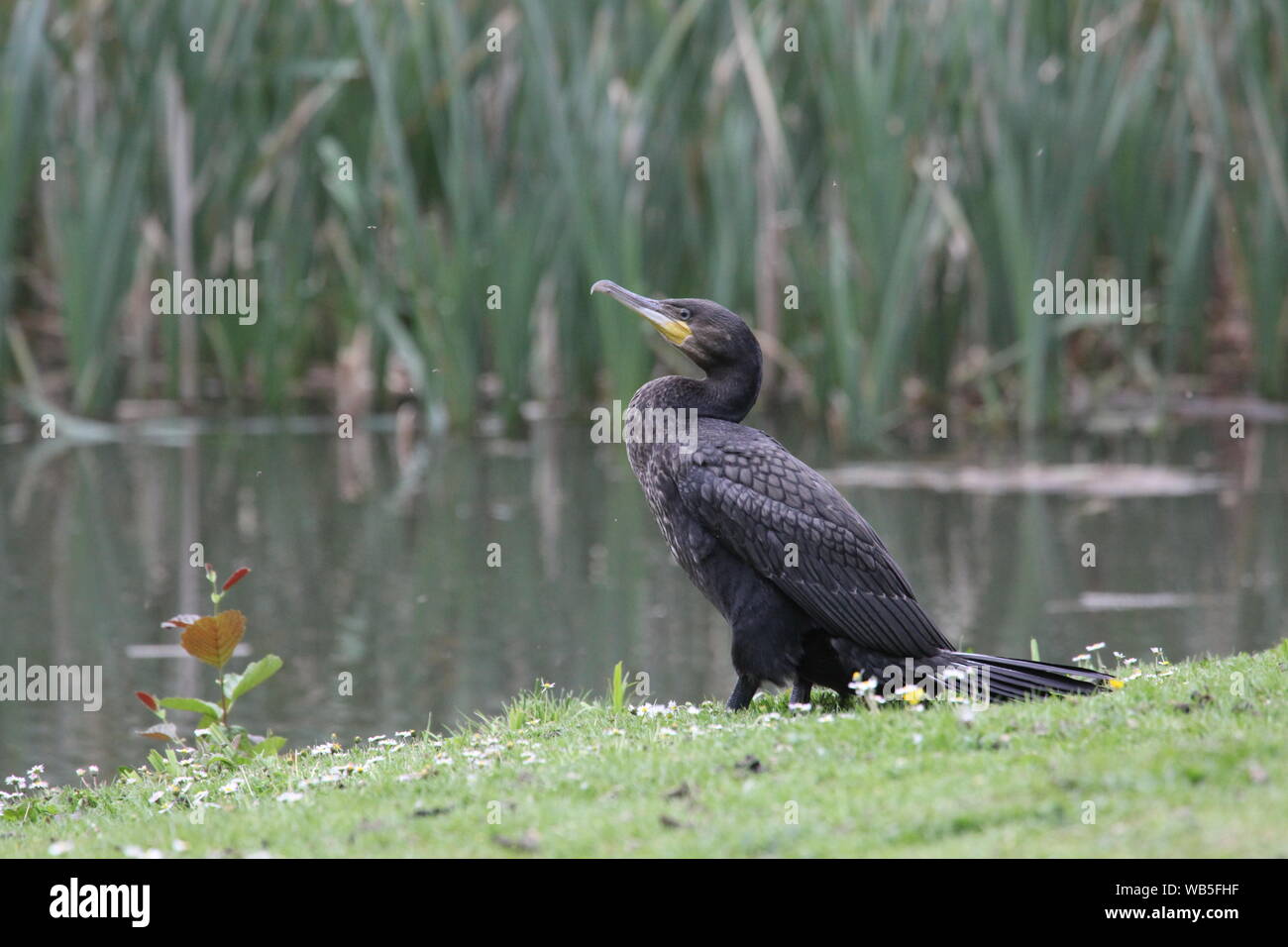 Kormoran Fischen von Binnengewässern in Kent Stockfoto