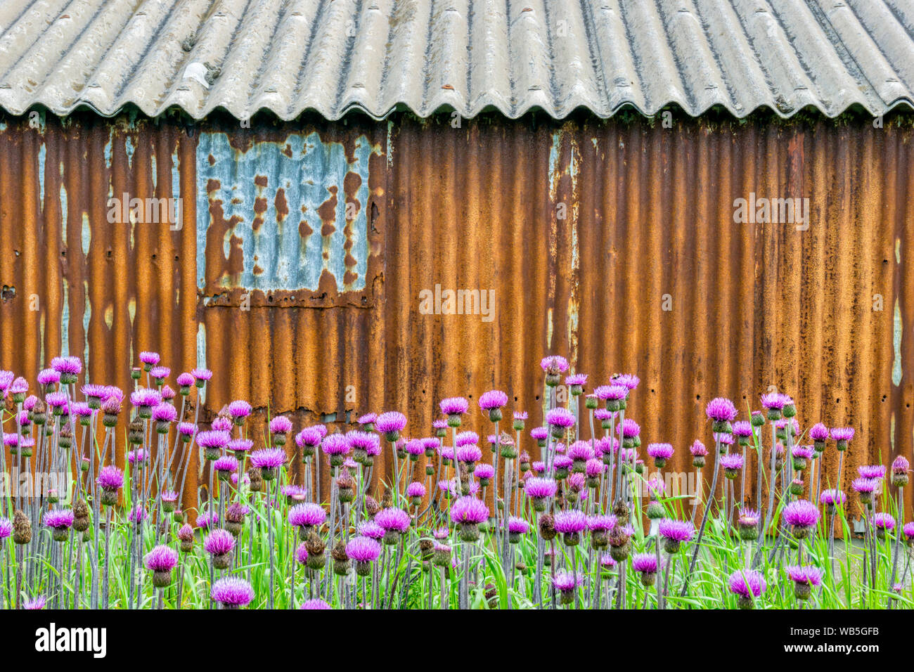 Ein Feld von Disteln vor einem Wellblech Gebäude. Stockfoto