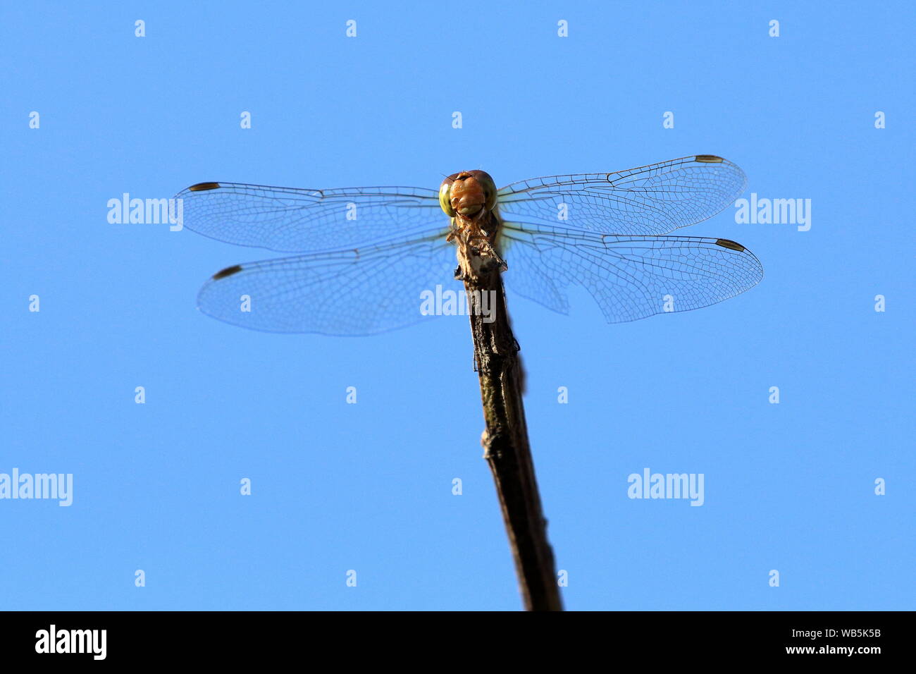 Weibliche Common Darter (Sympetrum striolatum) Libelle auf einem Zweig Schuß von unten. Stockfoto